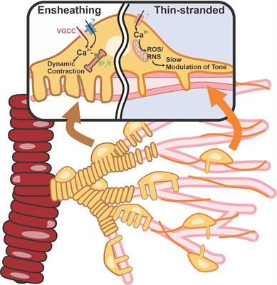 Pericytes: Intrinsic Transportation Engineers of the CNS Microcirculation